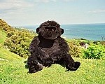Here's Bobbins (leader Richard's gorilla) near the south of the island